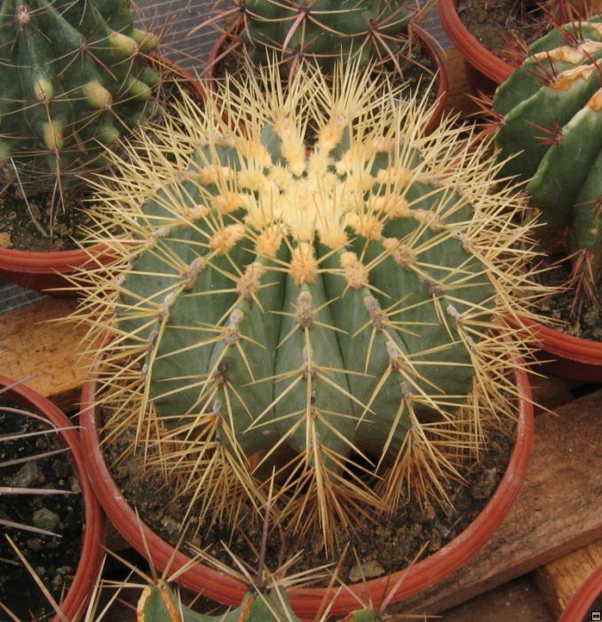 Ferocactus glaucescens-velky.jpg